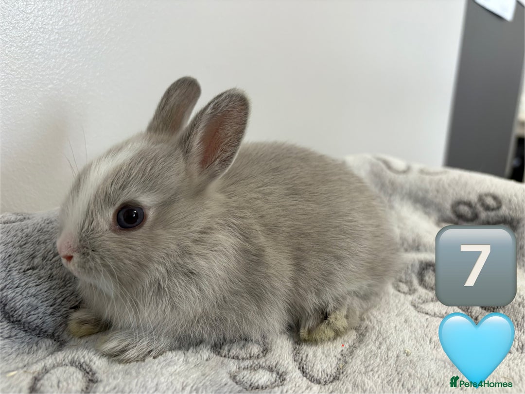 Netherland Dwarf rabbits for sale: 14 x Netherland Dwarf Bunnies 🐰🏡 🥰  - Image 17