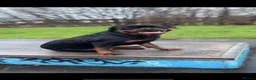 Rottweiler dogs for stud: 🔥 STUD AVAILABLE – BRUNO 🔥 in Hull - Advert 10