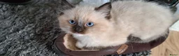 Ragdoll cats for sale: GCCF Reg. Ragdoll Kittens, Champion Bloodlines - Advert 17