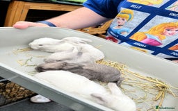 Mini Lop rabbits for sale: Autumn babies - Image 26