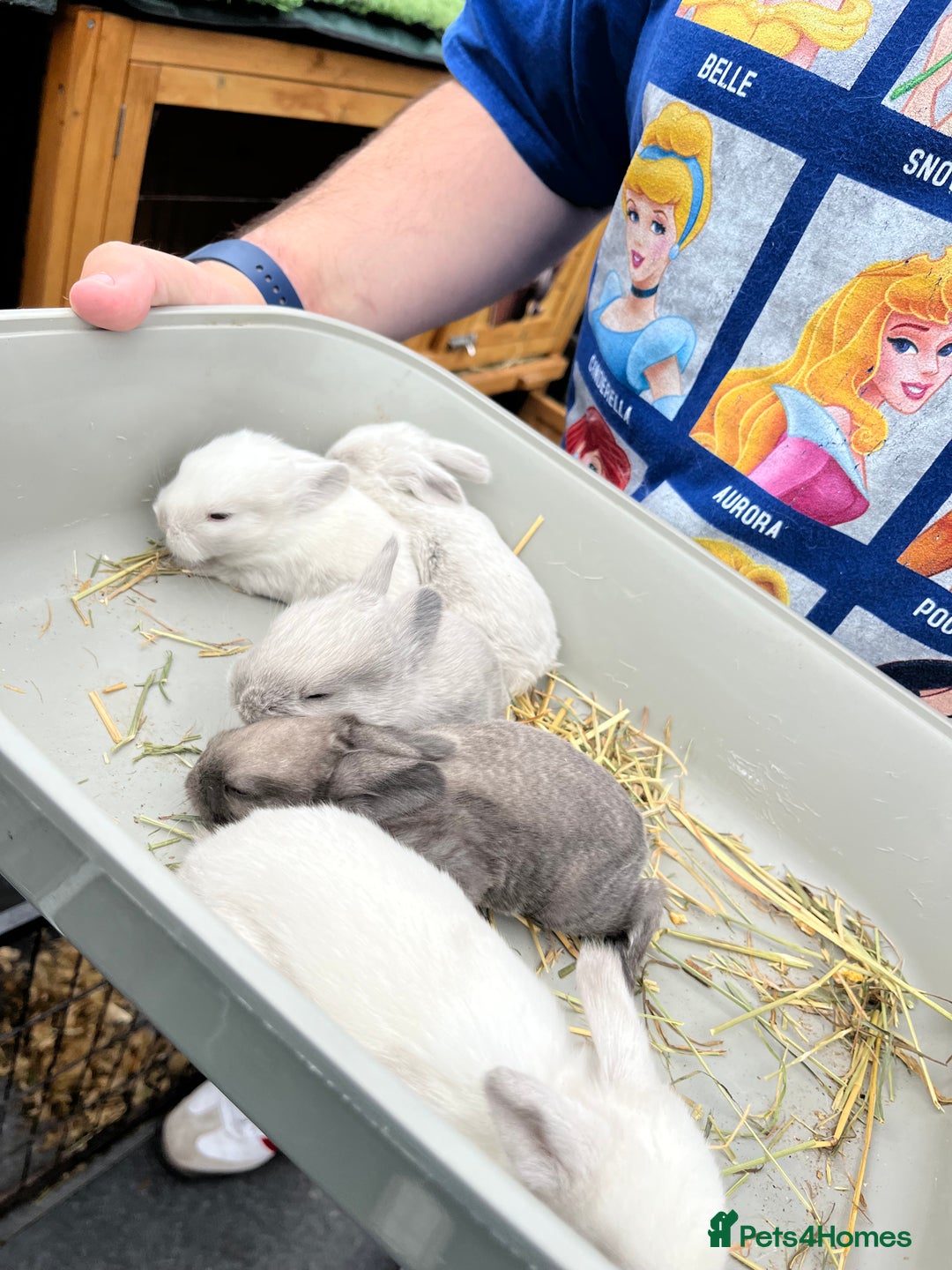 Mini Lop rabbits for sale: Autumn babies - Image 26