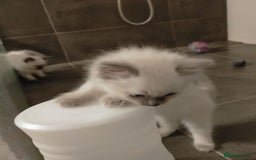Ragdoll cats for sale: Adorable nice Ragdoll Kittens for sale - Image 5