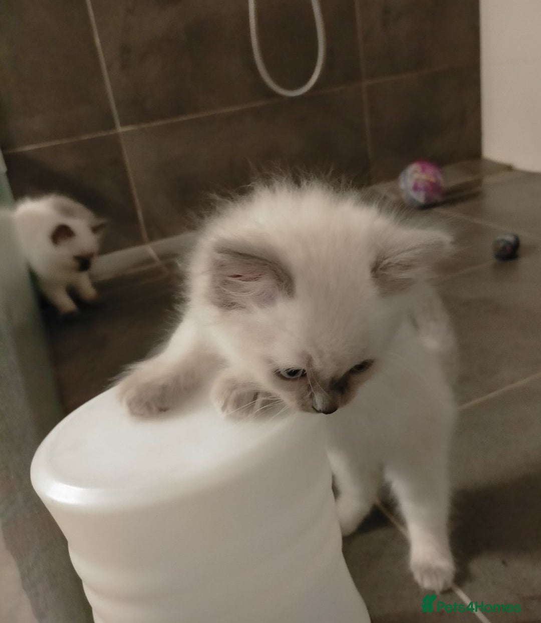 Ragdoll cats for sale: Adorable nice Ragdoll Kittens for sale - Image 5