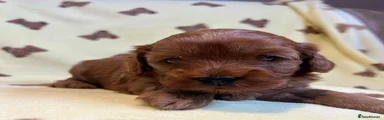 Cavapoo 1