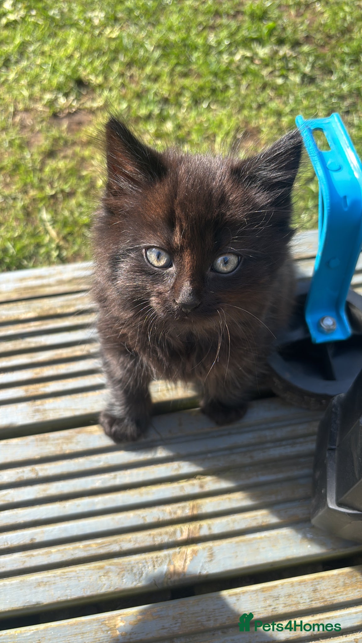 Mixed Breed cats gorgeous boy left  - Advert 1