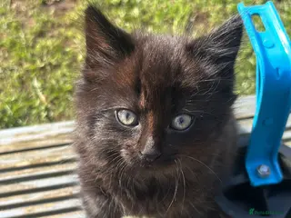 Mixed Breed cats gorgeous boy left - Advert 1