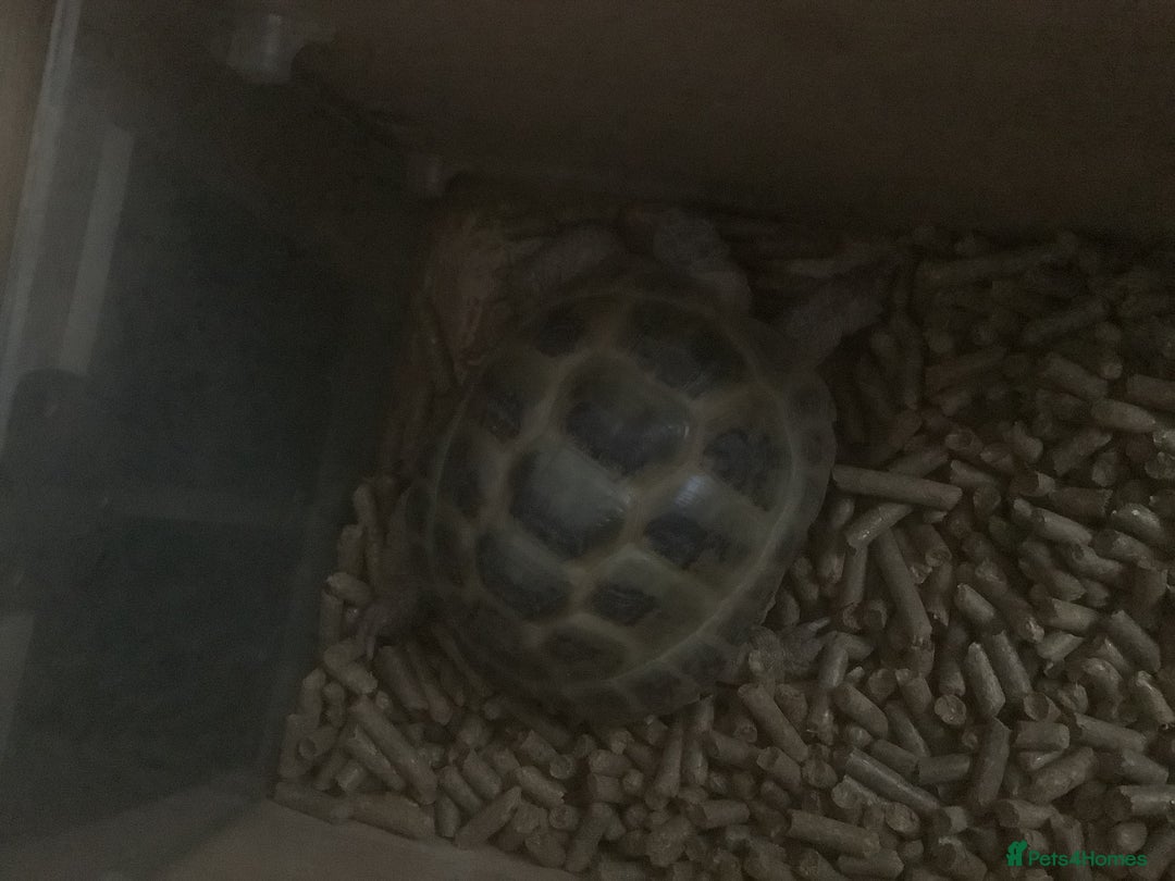 Tortoise reptiles for sale: 1x horse field tortoise - Advert 4