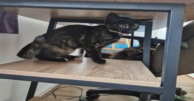 Mixed Breed cats - Advert 11