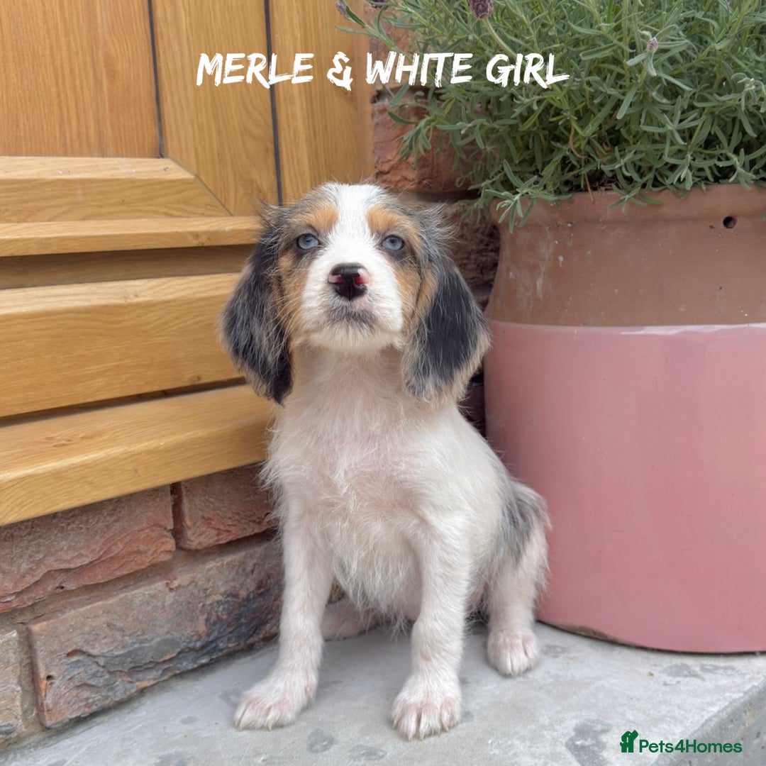 Mixed Breed dogs for sale: 🤎 BABY POOGLES (beagleXminiature poodle)🤎 in Rhayader - Image 4