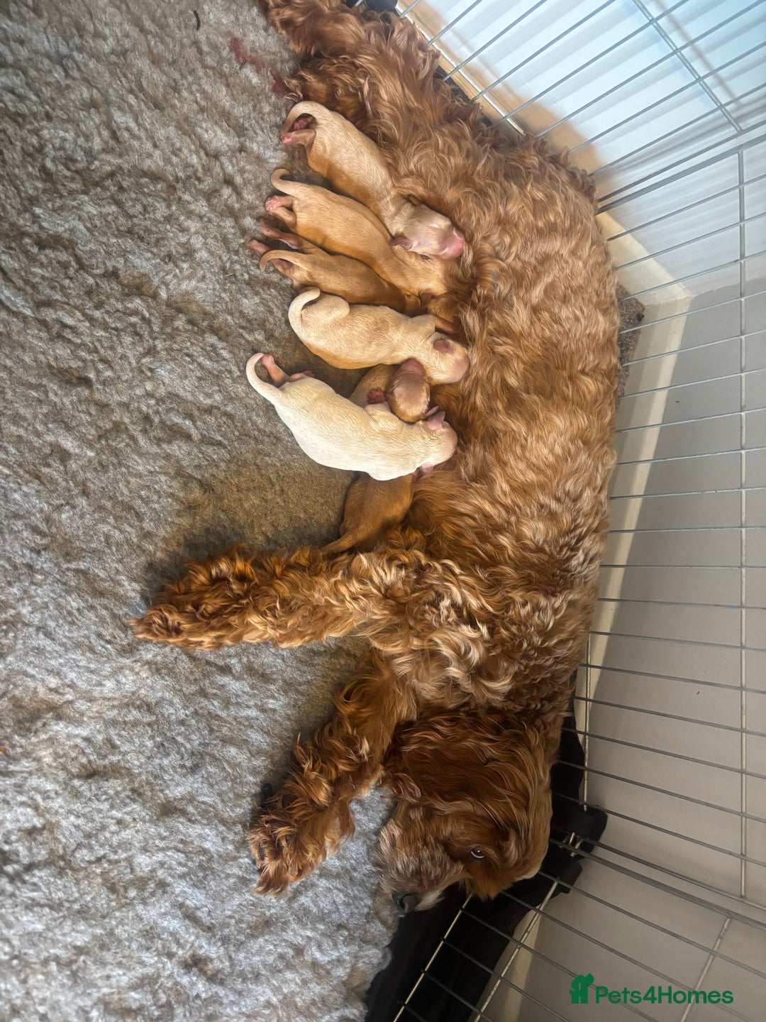 Cockapoo dogs for sale: Last little girl left - Image 3