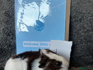 Guinea Pig rodents Handsome beautiful boys ready - Advert 17