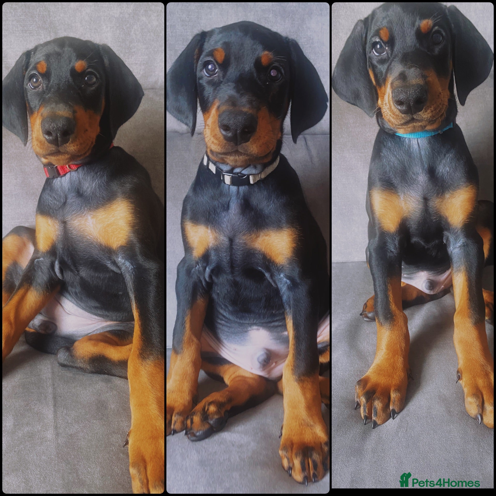 Dobermann dogs KC REGISTERED - DOBERMAN PUPPIES - Advert 6