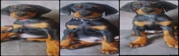 Dobermann dogs for sale: KC REGISTERED - DOBERMAN PUPPIES - Advert 4