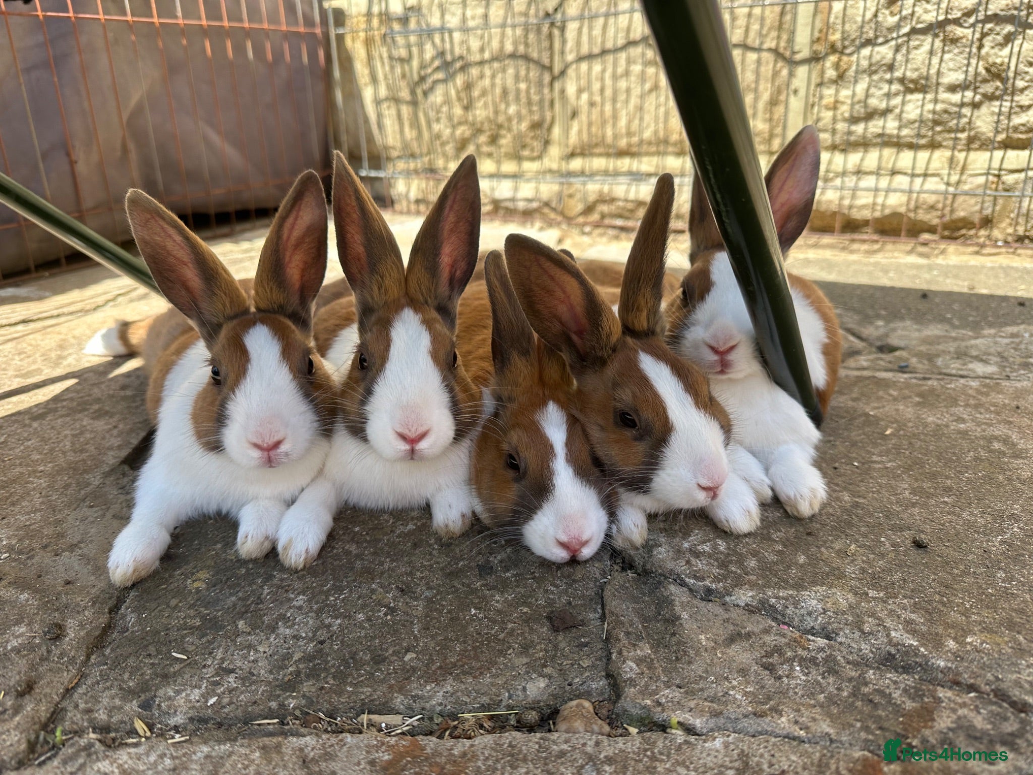 Dutch rabbits Beautiful Baby Dutch Bunnies 8 weeks old  - Advert 3