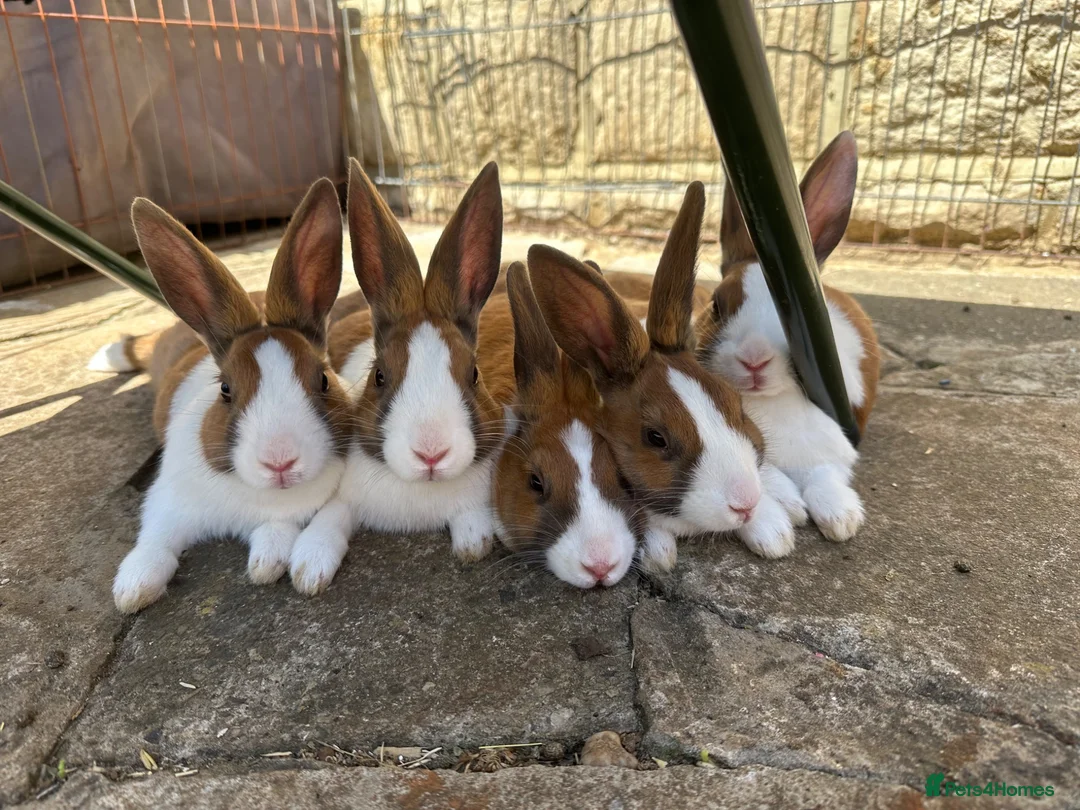Dutch rabbits for sale: Beautiful Baby Dutch Bunnies 8 weeks old  - Advert 1