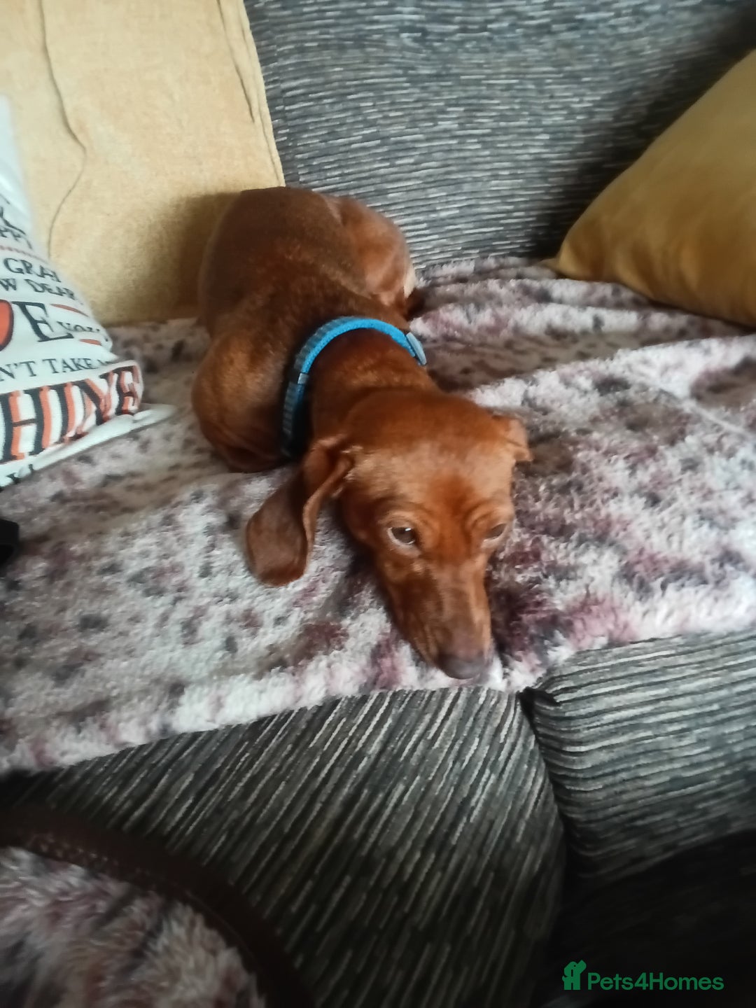 Dachshund dogs for sale: Beautiful mini Daschund  - Image 5