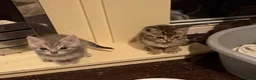 Mixed Breed cats for sale: Beautiful friendly tabby kittens  in Evesham - Advert 3