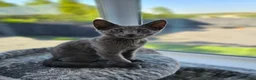 Russian Blue cats for sale: GCCF Registered Russian Blue Kittens - Advert 11