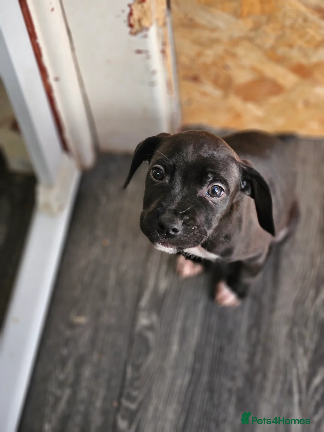 Mixed Breed dogs for sale: Staffy x 1 boy left. - Advert 5