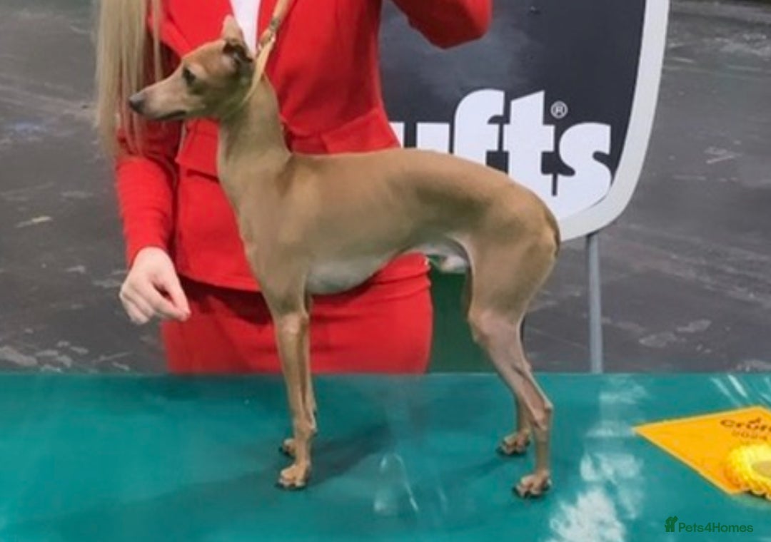 Italian Greyhound dogs for sale: 5⭐️ licensed breeder. SHOW QUALITY PARENTS  - Image 8