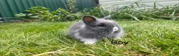 Lionhead rabbits for sale: Beautiful mini double maned lionheads  - Advert 12