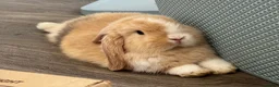 Mini Lop rabbits for sale: Born 15th March - 1 baby boy - ready 9th/10th May - Advert 9
