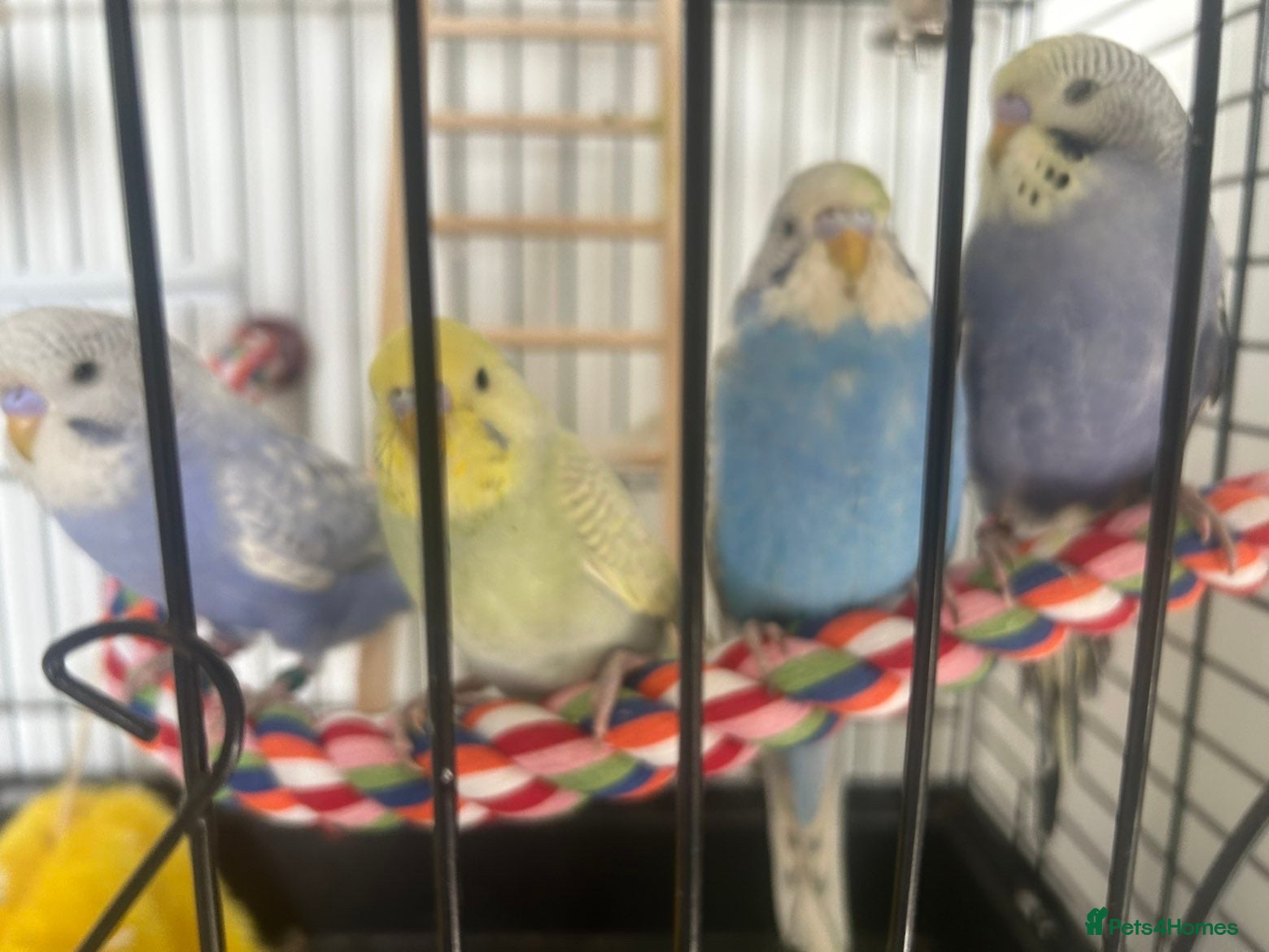 Budgerigars birds 4 budgies with cage  - Advert 1