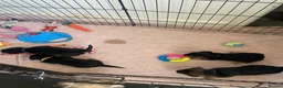 Mixed Breed dogs for sale: Beautiful Patterjack x Yorkshire terrier pups  - Advert 15