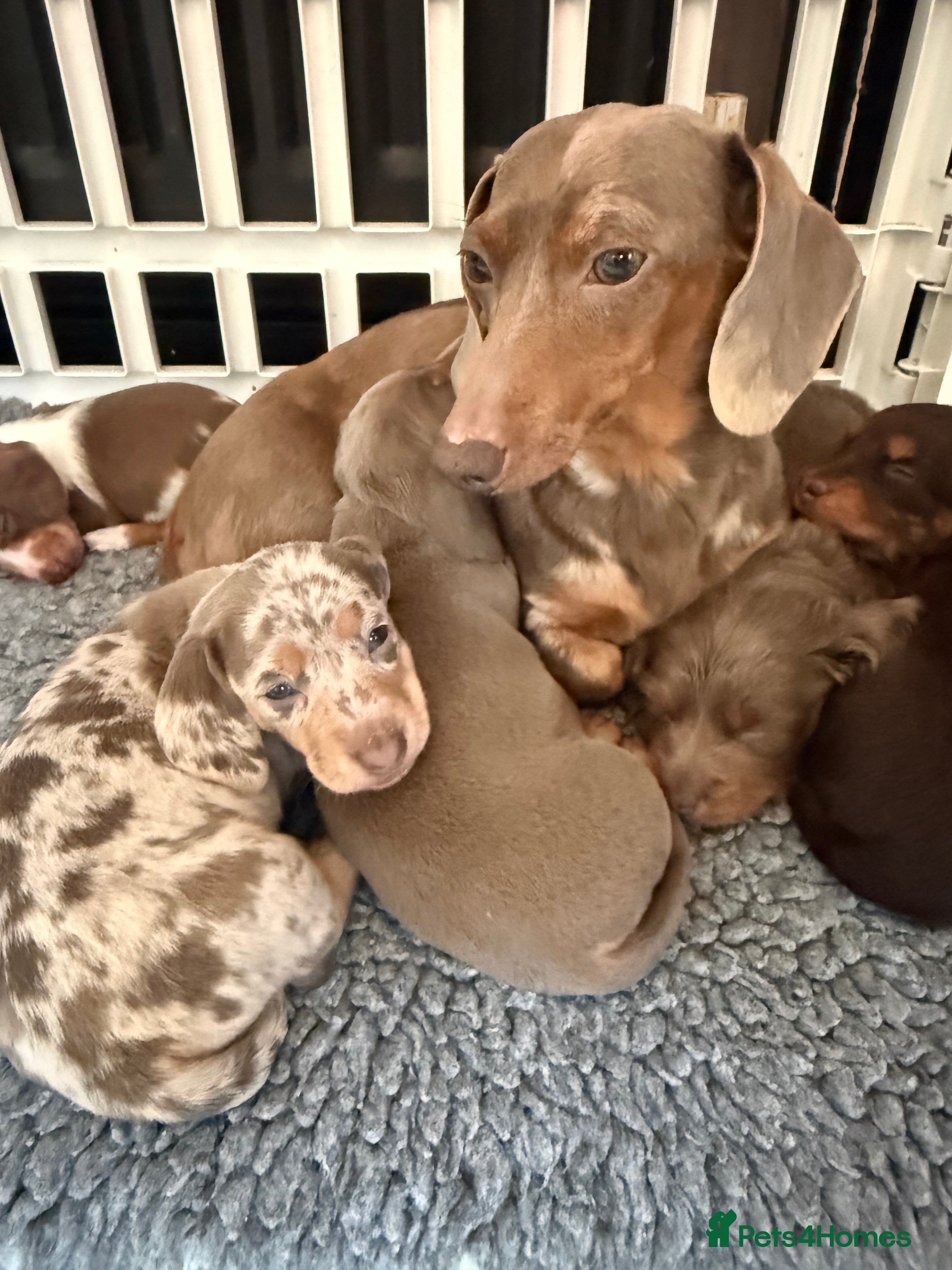 Miniature Dachshund dogs !!Beautiful Mini Dachshunds!! - Advert 11