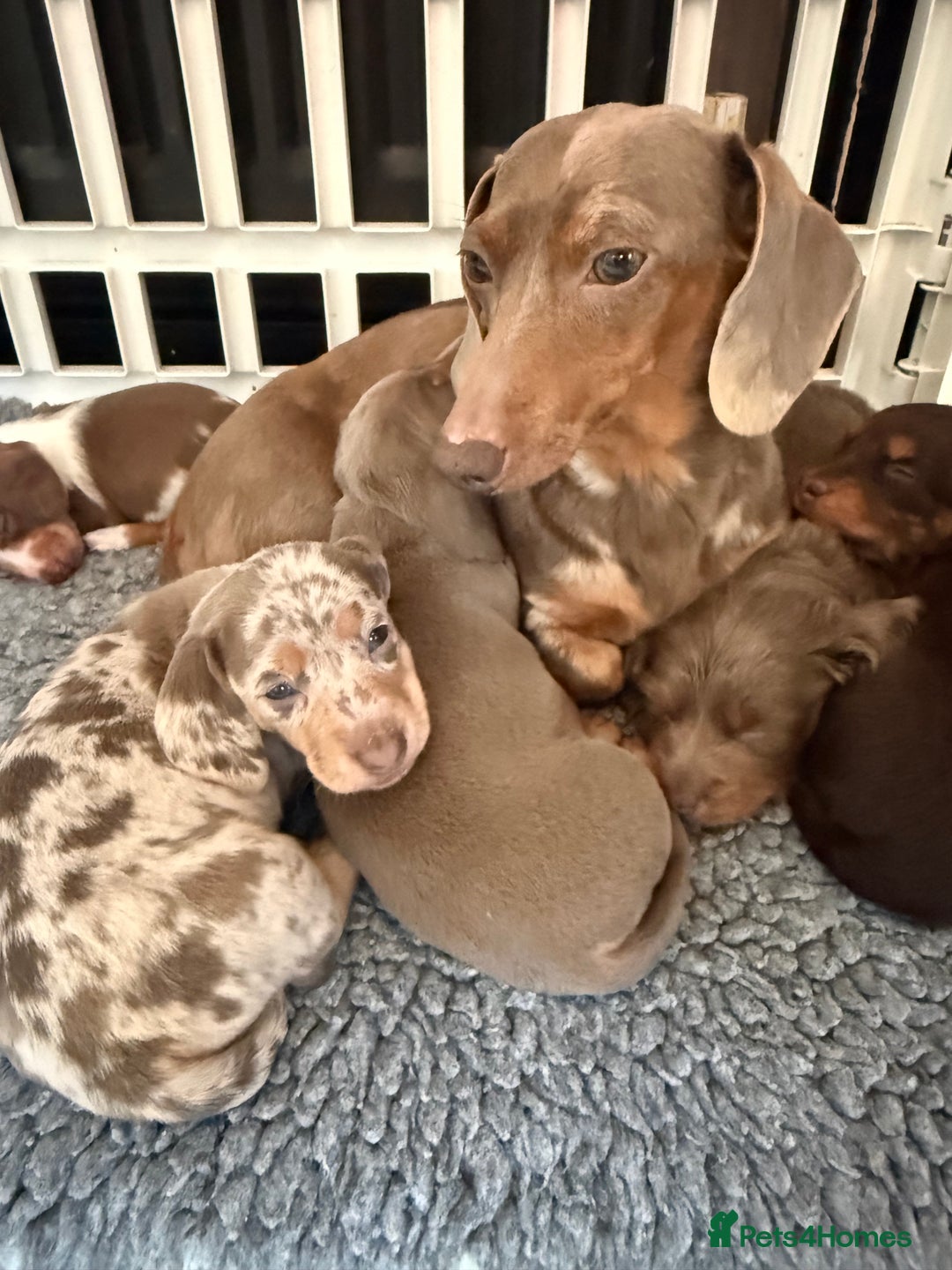 Miniature Dachshund dogs for sale: !!Beautiful Mini Dachshunds!! - Advert 1