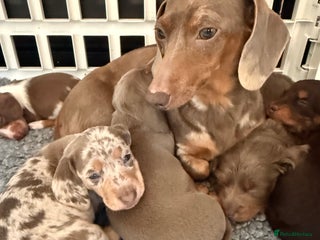 Miniature Dachshund dogs !!Beautiful Mini Dachshunds!! - Advert 12