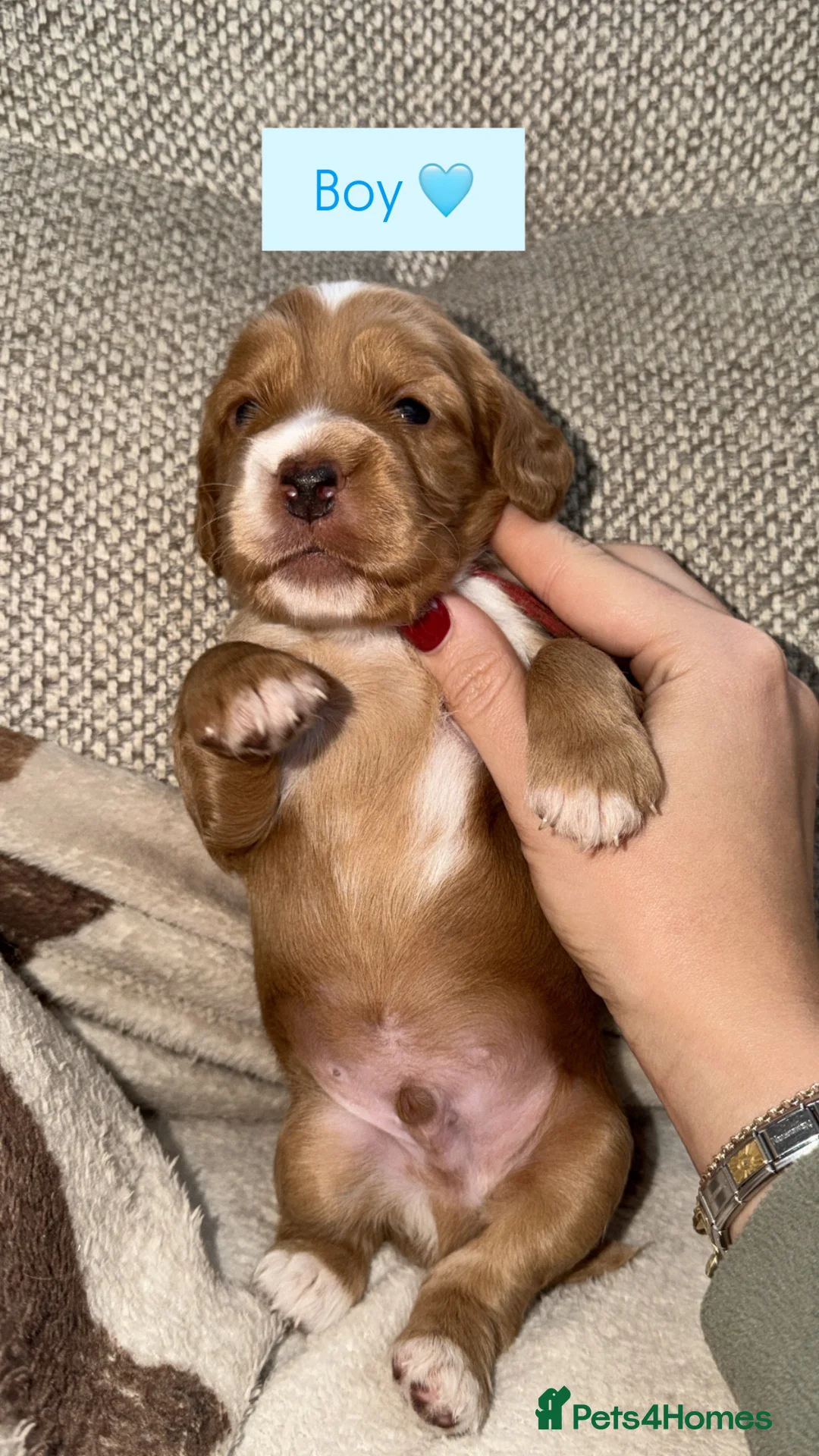 Mixed Breed dogs for sale: Working cocker spaniel puppies in Spalding - Advert 3