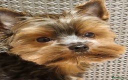 Yorkshire Terrier dogs for stud: Stunning Marco Black Tiger aka Paco - Image 2