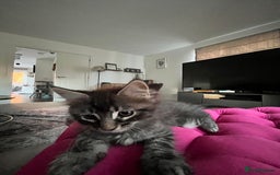 Maine Coon cats for sale: Maine Coon Kittens for Sale 4 Boys Left  - Image 13