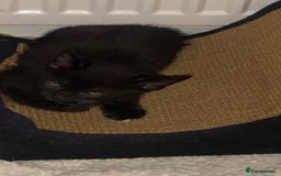 Domestic Shorthair cats for sale: kitten - Advert 5