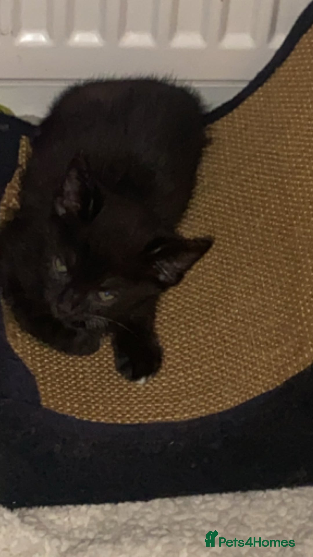 Domestic Shorthair cats for sale: kitten - Advert 5