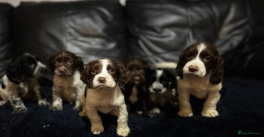 Cocker Spaniel dogs - Advert 11