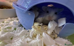 Hamster rodents for sale: 2 male gerbils - Image 13