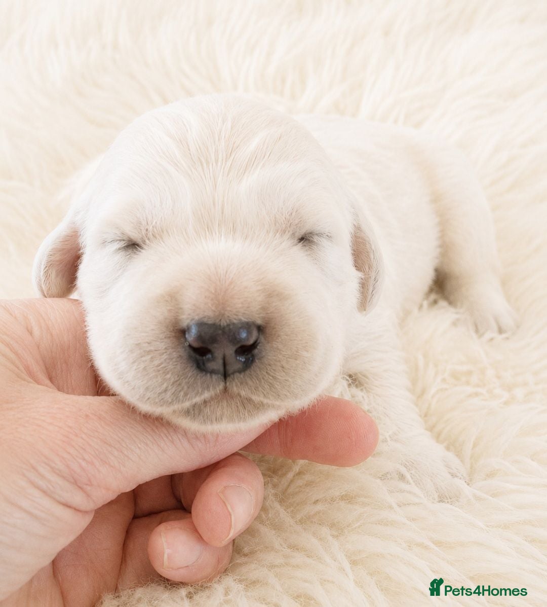 Golden Retriever dogs Newmiller Retrievers - One Girl Avaliable - Advert 2