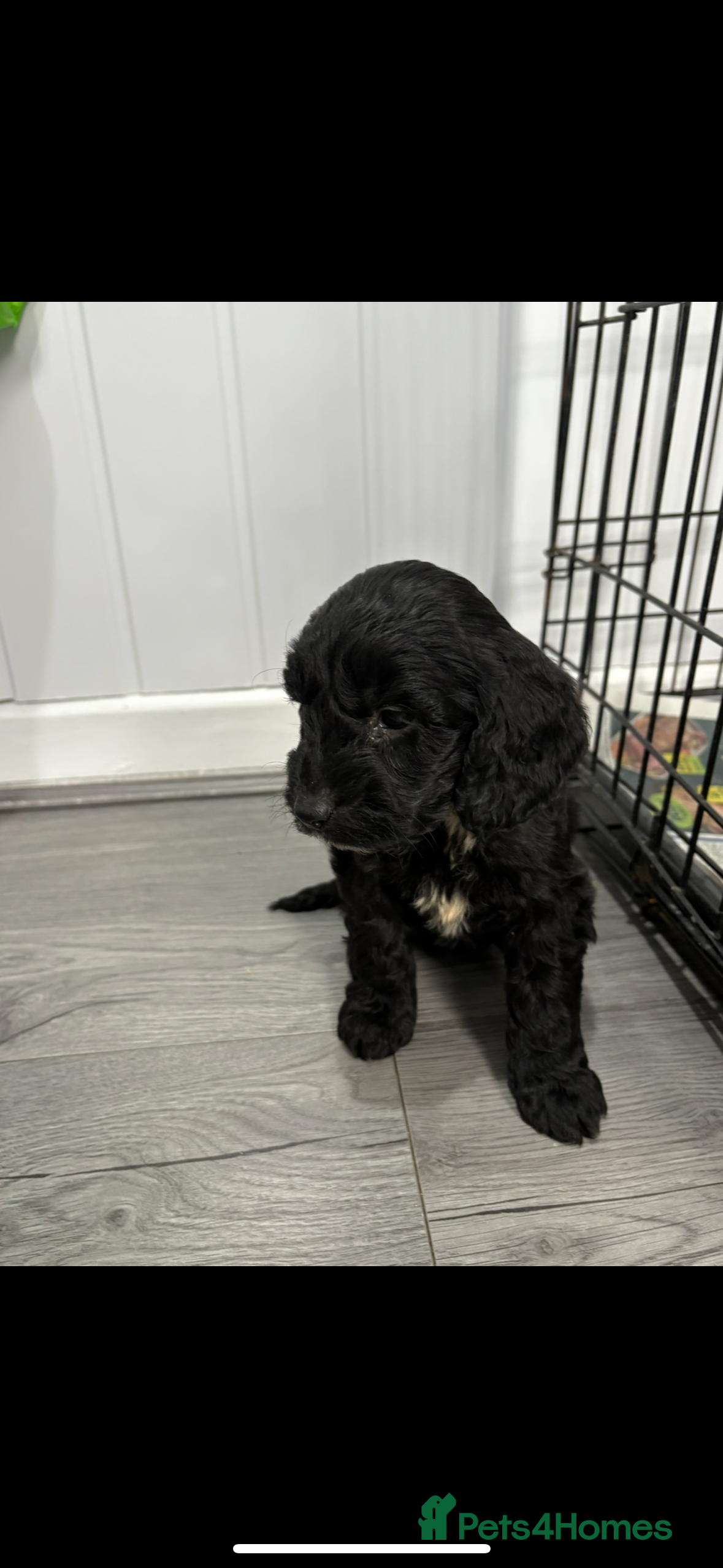 Cockapoo dogs Cockapoo puppies *1GIRL LEFT* - Advert 1