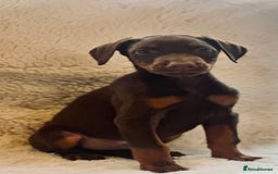 Dobermann dogs for sale: Doberman puppies  - Image 6