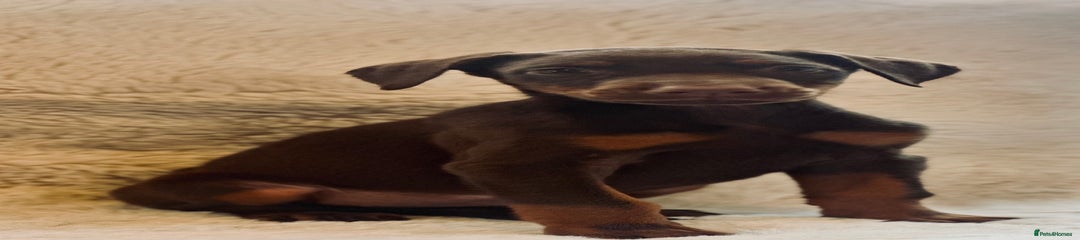 Dobermann Puppy 1