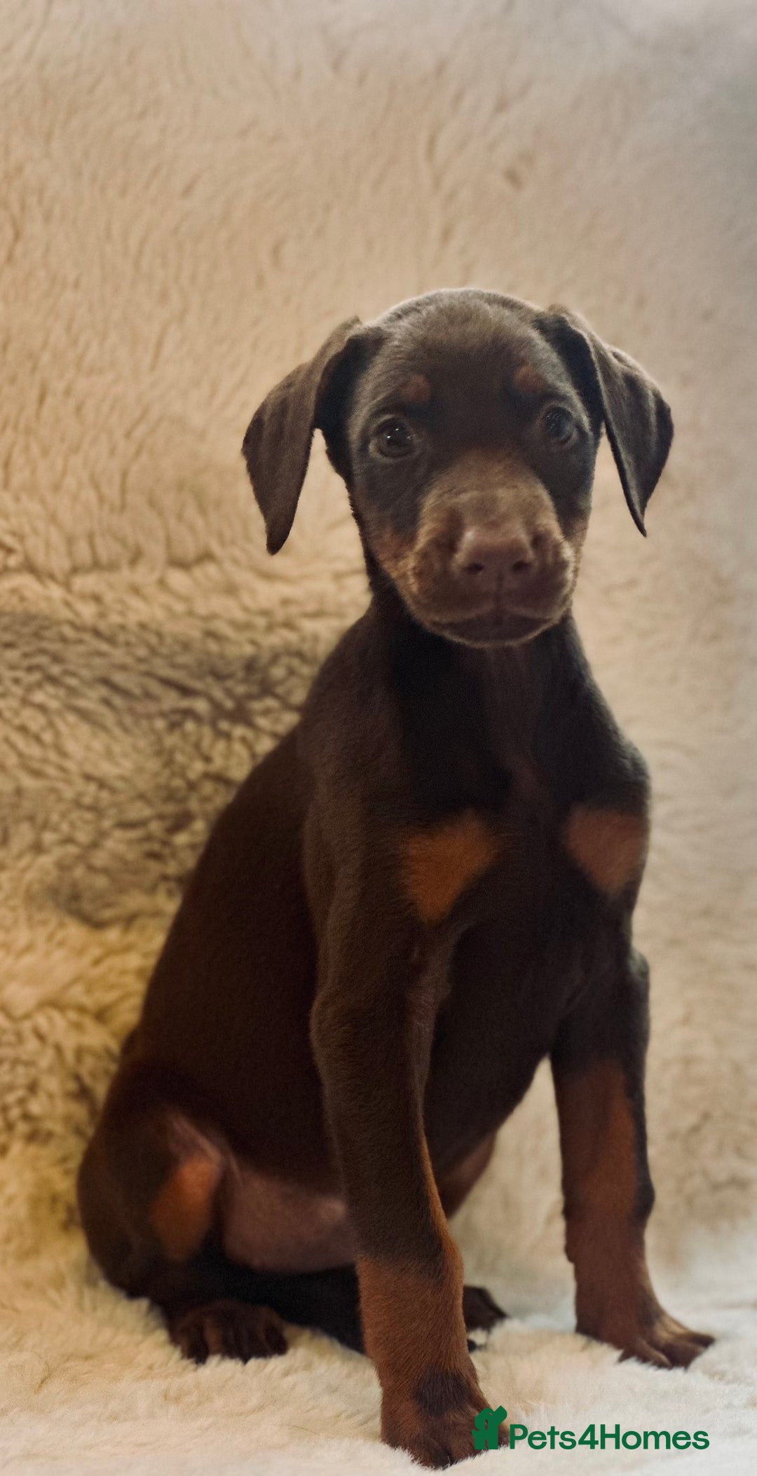 Dobermann dogs for sale: Doberman puppies  - Image 6