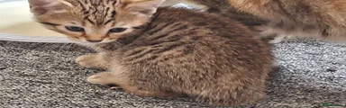 Mixed Breed 3