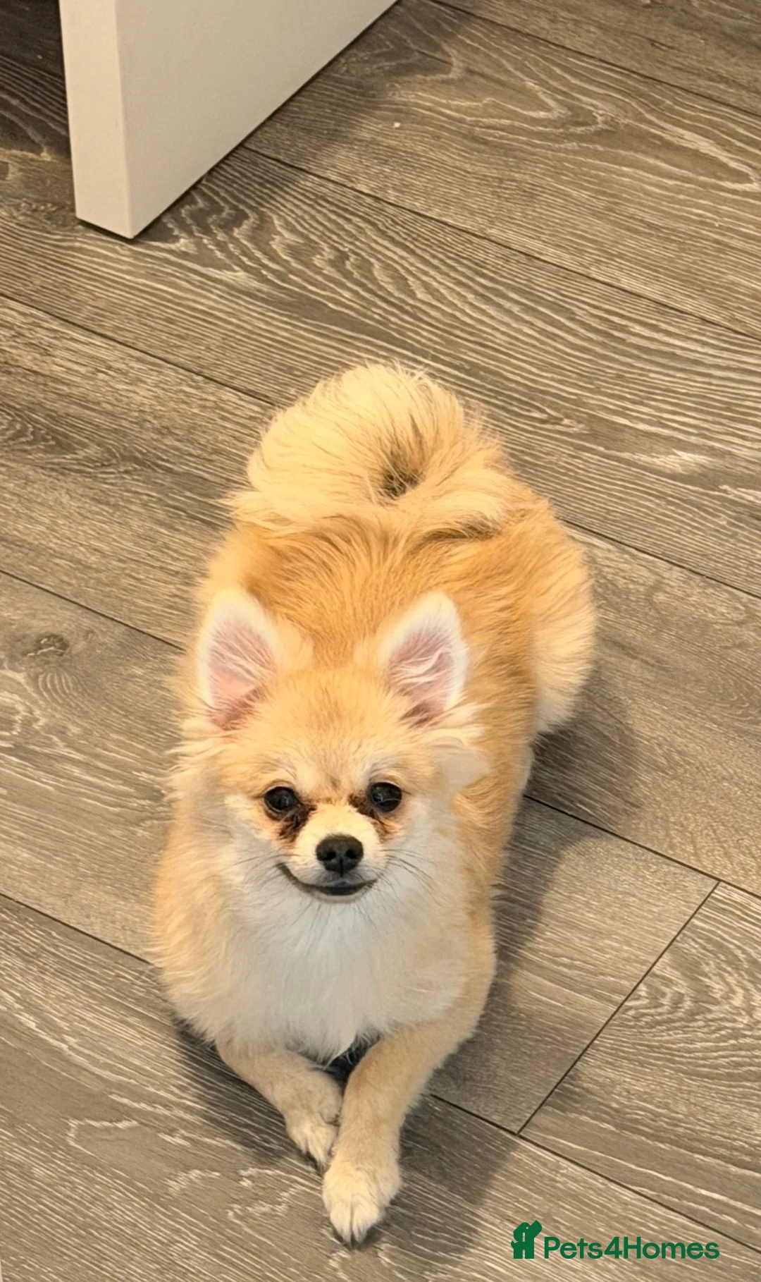 Pomeranian dogs for sale: pomeranian puppy for sale  - Advert 4