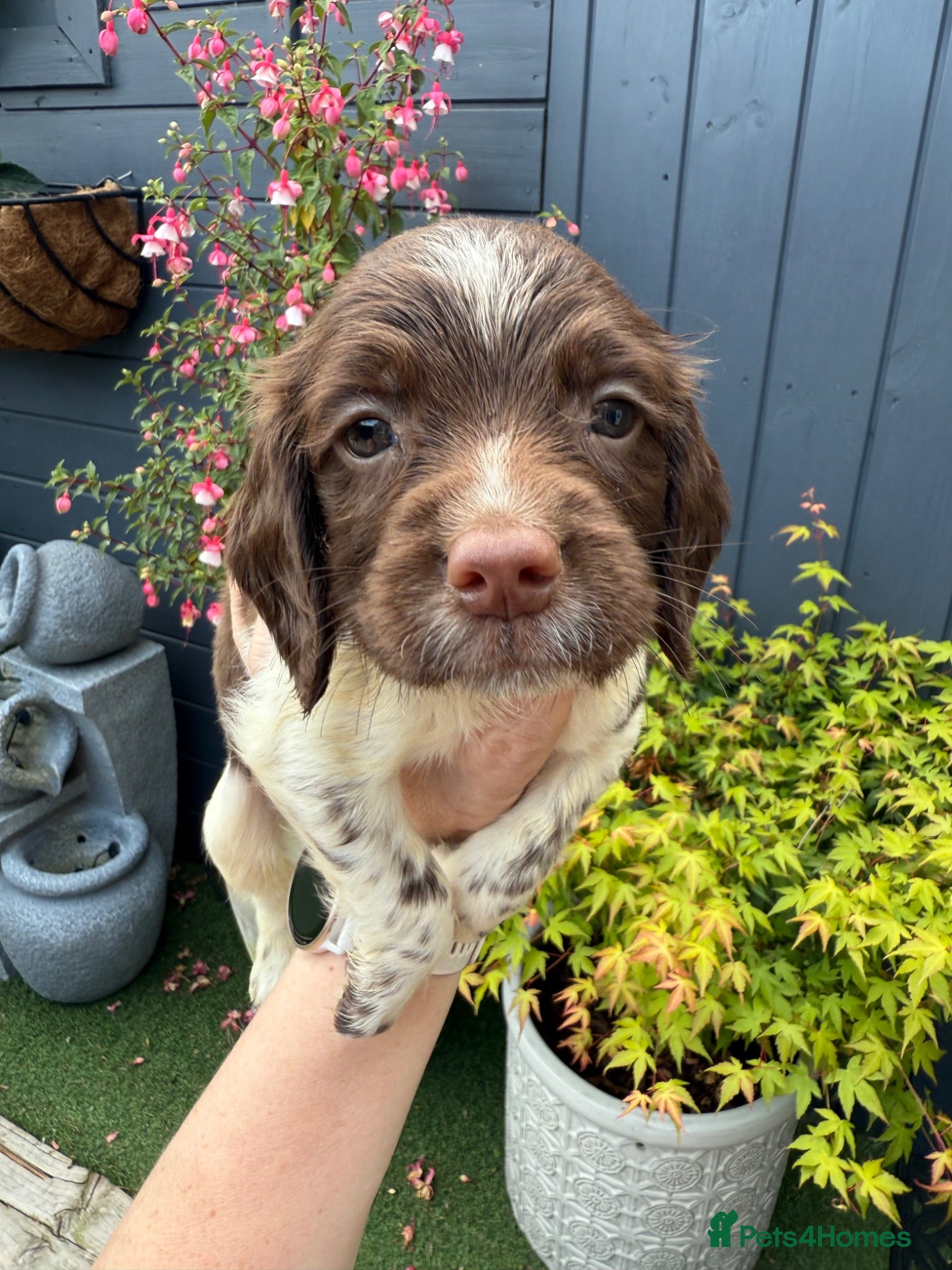 English Springer Spaniel dogs 🐶KC REG SPRINGER SPANIEL PUPPIES READY 3rd JULY🐶 - Advert 1