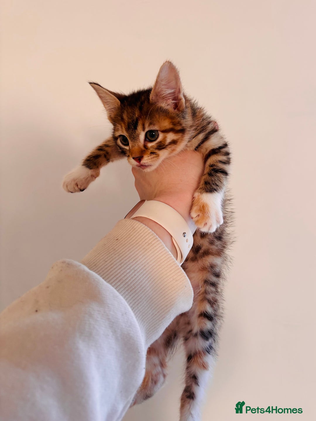 Bengal cats for sale: Bengal Mix Female - Advert 5