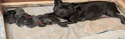 Staffordshire Bull Terrier dogs for sale: Beautiful KC reg Staffordshire bull terriers - Advert 2