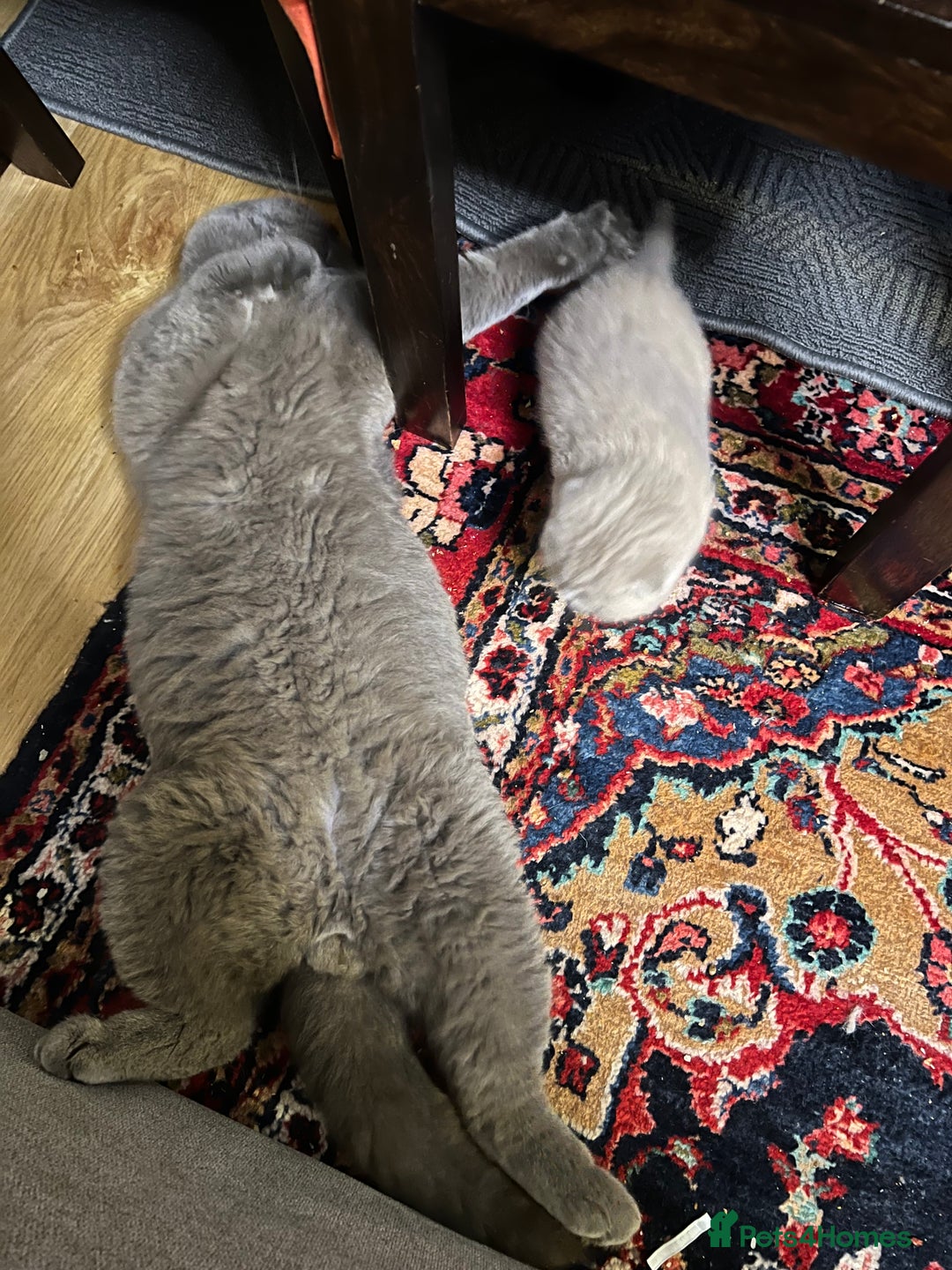 Mixed Breed cats for sale: Beautiful kittens available for loving homes. - Advert 17