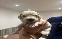 Double Doodle dogs for sale: Double doodles born 24/07/25 1 boy & 4 girls left - Image 35
